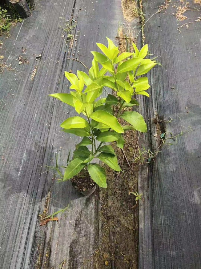 优力克黄柠檬果树苗无核青柠檬台湾四季香水柠檬嫁接苗