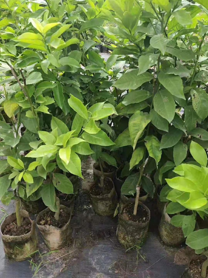 优力克黄柠檬果树苗无核青柠檬台湾四季香水柠檬嫁接苗