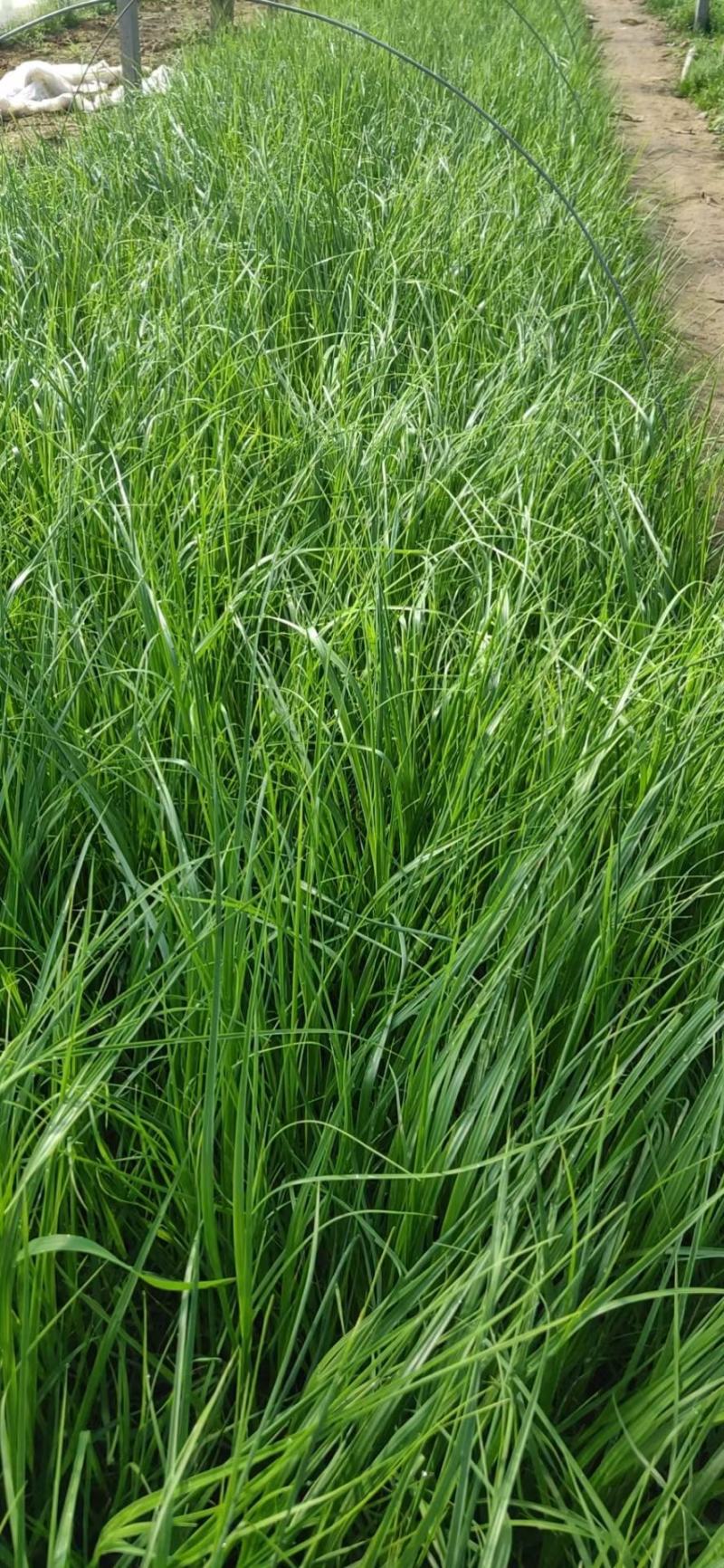 矮蒲苇，基地直销，常年供应各种绿化苗木。
