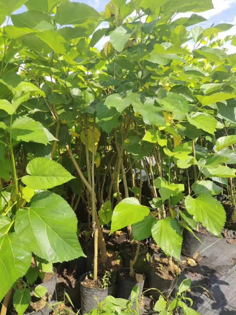 桑葚苗树苗台湾无籽大十果桑苗长桑果树当年结果桑葚嫁接