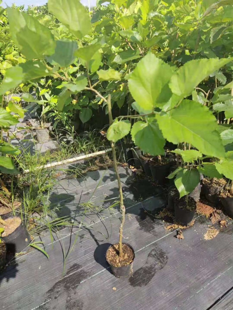 桑葚苗树苗台湾无籽大十果桑苗长桑果树当年结果桑葚嫁接