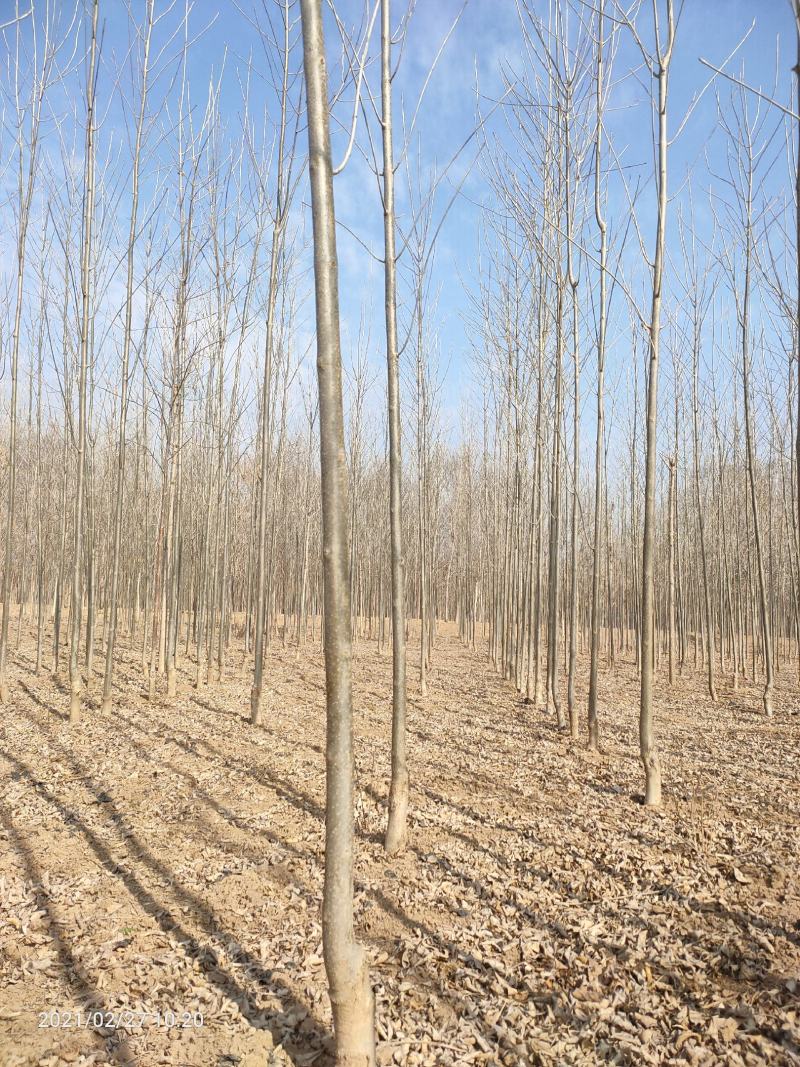 3公分4公分白蜡【苗圃直供】量大从优，精选苗，需要的联系