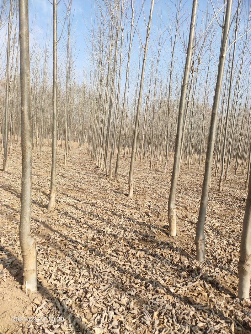 3公分4公分白蜡【苗圃直供】量大从优，精选苗，需要的联系