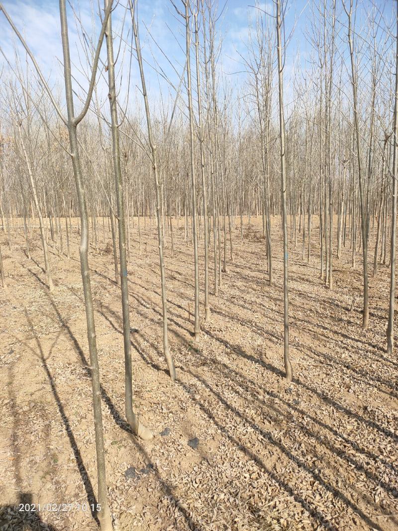 3公分4公分白蜡【苗圃直供】量大从优，精选苗，需要的联系
