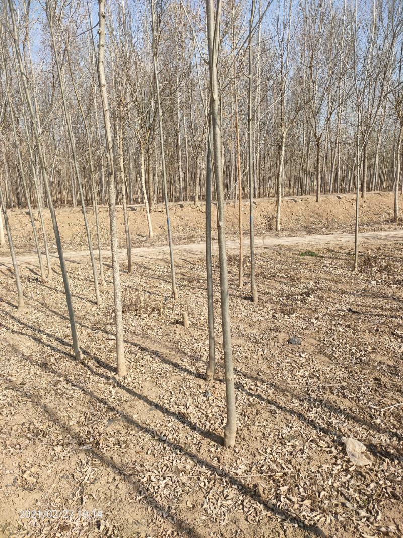 3公分4公分白蜡【苗圃直供】量大从优，精选苗，需要的联系