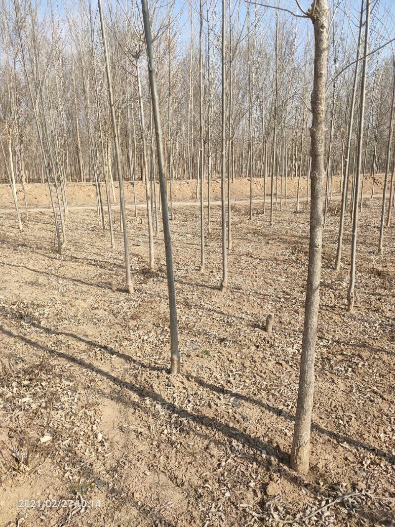 3公分4公分白蜡【苗圃直供】量大从优，精选苗，需要的联系