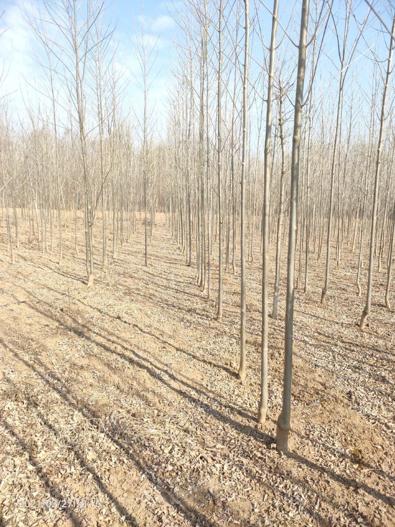 3公分4公分白蜡【苗圃直供】量大从优，精选苗，需要的联系