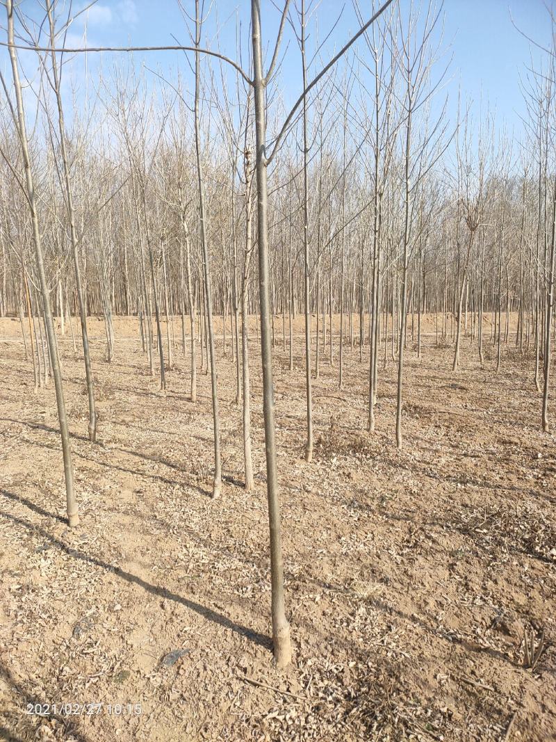 3公分4公分白蜡【苗圃直供】量大从优，精选苗，需要的联系