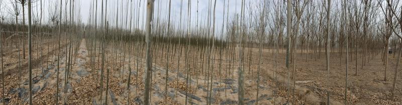 3公分4公分白蜡【苗圃直供】量大从优，精选苗，需要的联系