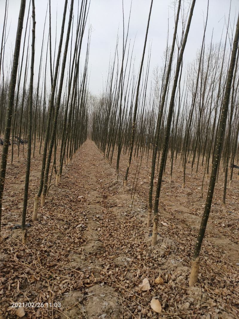 3公分4公分白蜡【苗圃直供】量大从优，精选苗，需要的联系