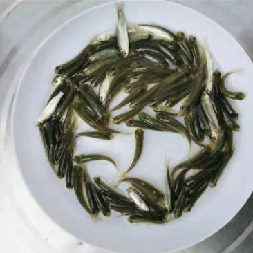 草鱼苗10公分以上抗病毒长势快基地直销