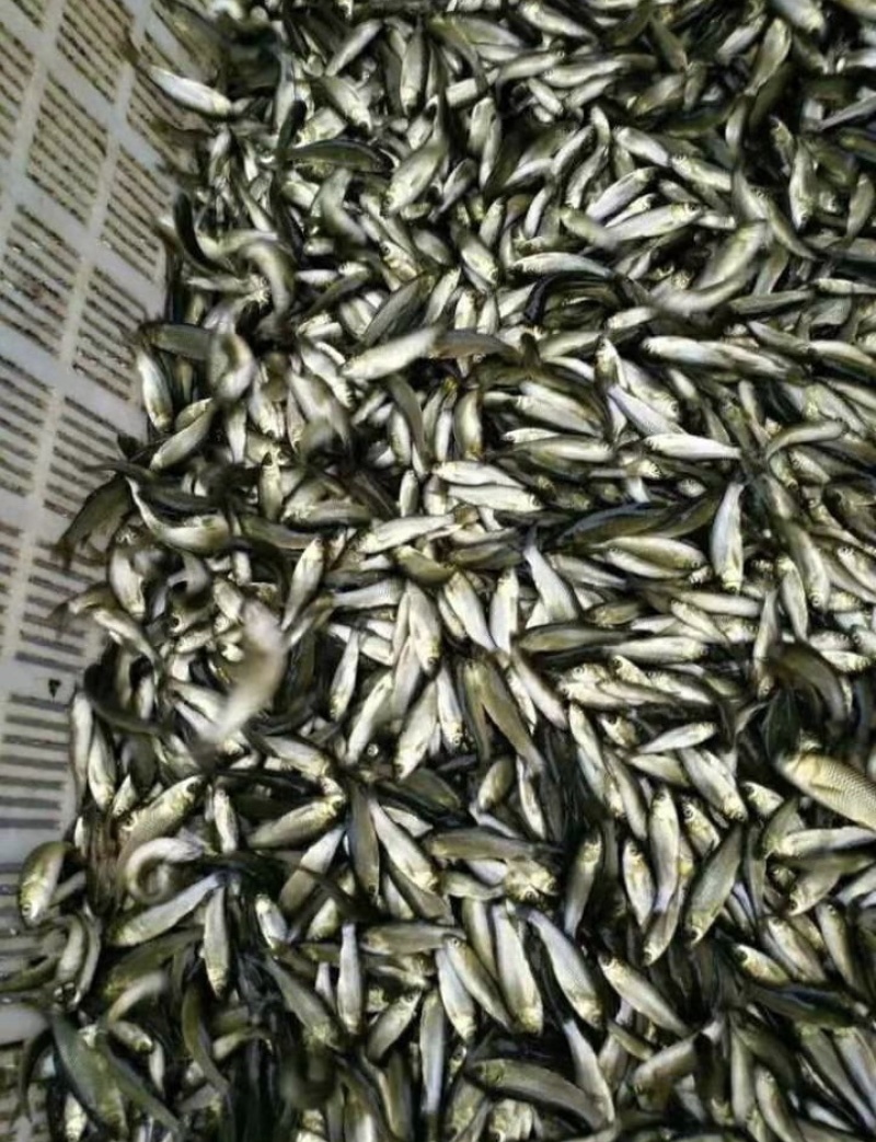 草鱼苗10公分以上抗病毒长势快基地直销
