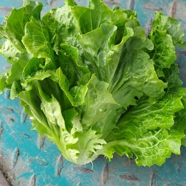 精品意大利生菜基地