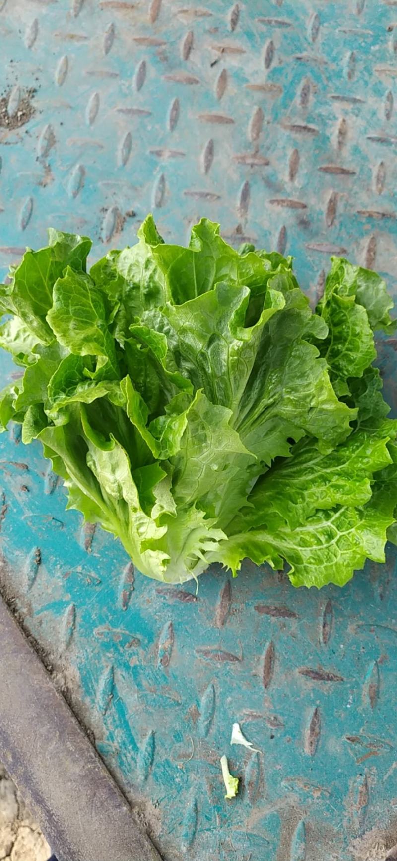 精品意大利生菜基地