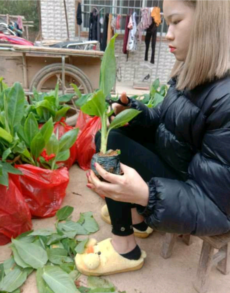 香蕉苗皇帝蕉苗B6矮化蕉苗桂蕉苗
