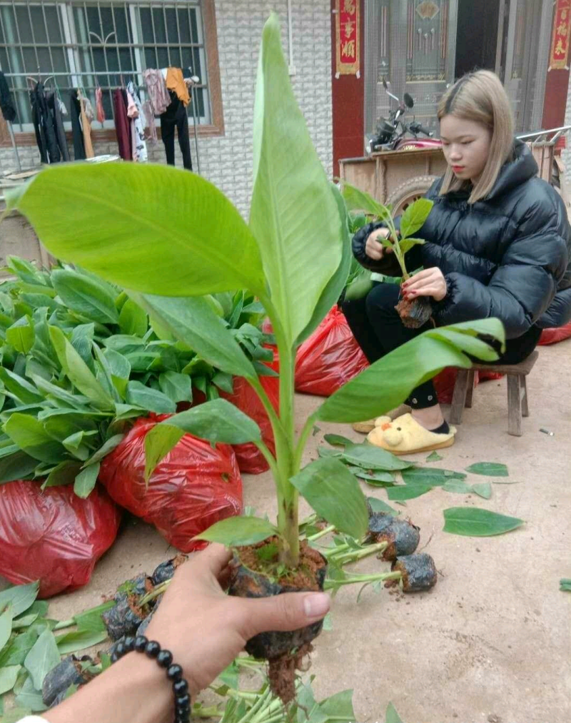 香蕉苗皇帝蕉苗B6矮化蕉苗桂蕉苗