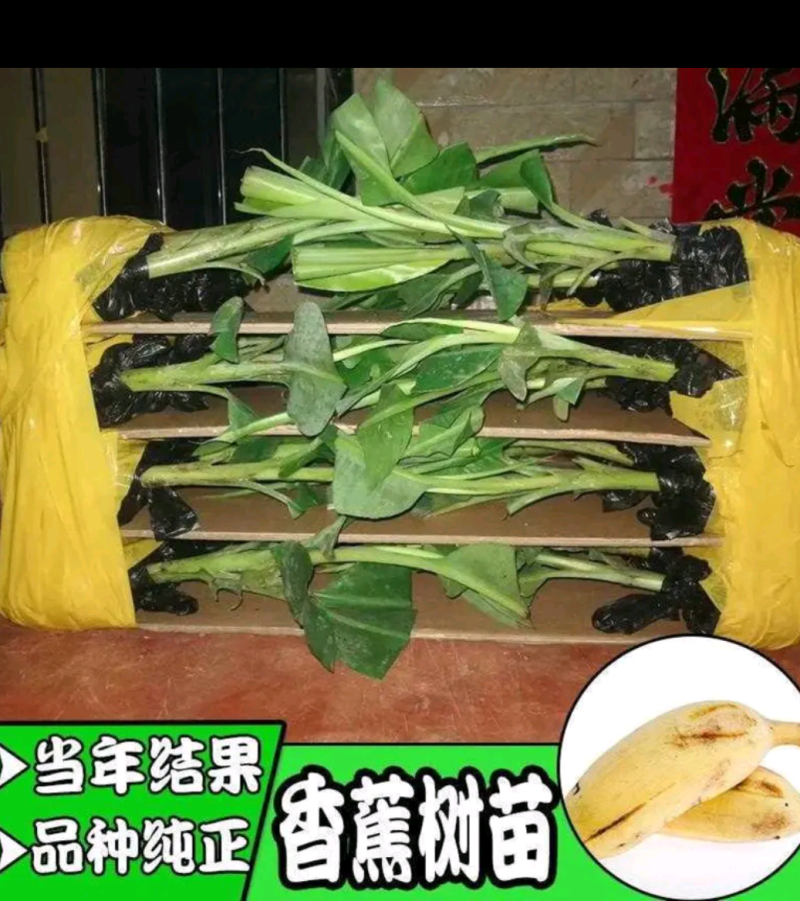 香蕉苗皇帝蕉苗B6矮化蕉苗桂蕉苗