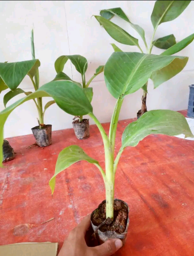 香蕉苗皇帝蕉苗B6矮化蕉苗桂蕉苗