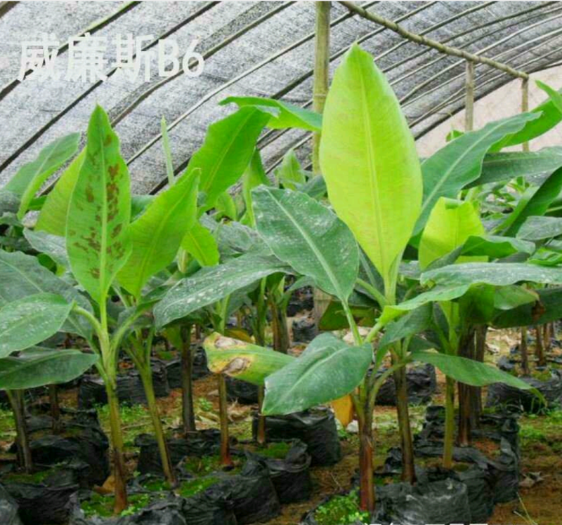 香蕉苗皇帝蕉苗B6矮化蕉苗桂蕉苗