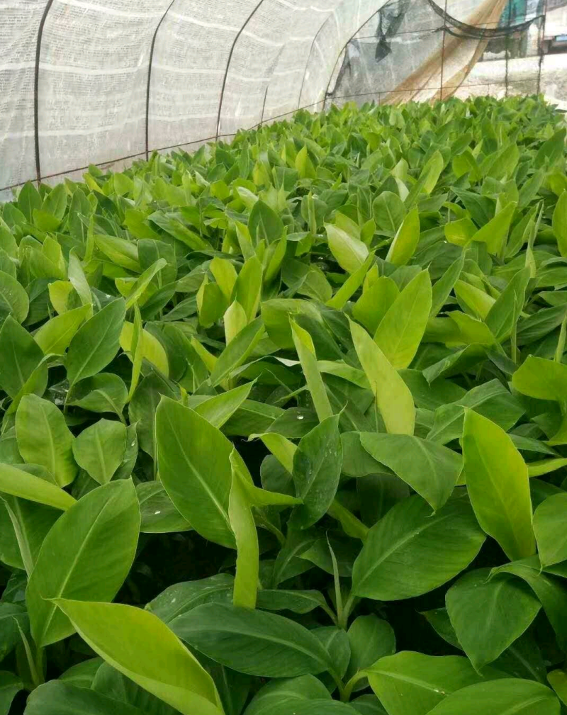 香蕉苗皇帝蕉苗B6矮化蕉苗桂蕉苗
