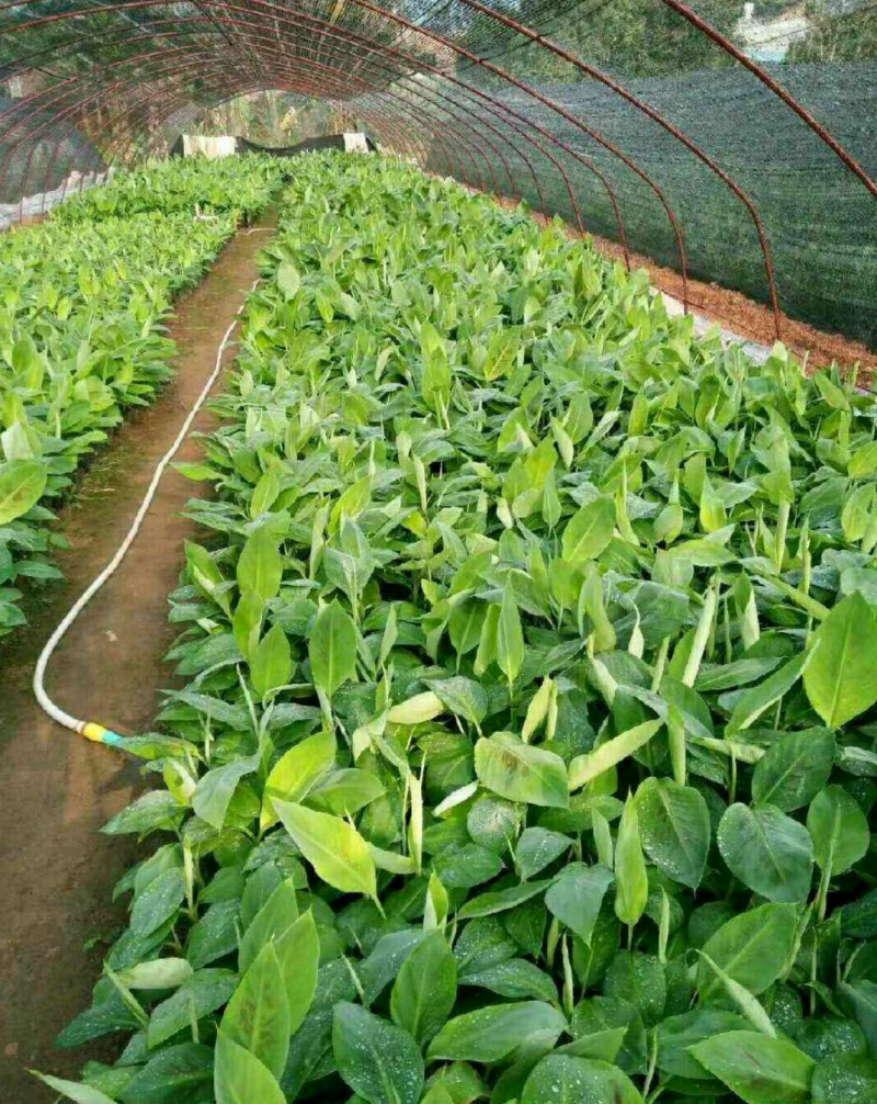 香蕉苗皇帝蕉苗B6矮化蕉苗桂蕉苗