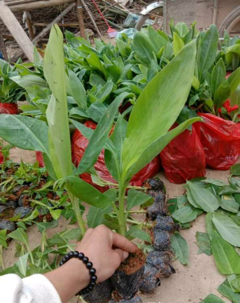 香蕉苗皇帝蕉苗B6矮化蕉苗桂蕉苗