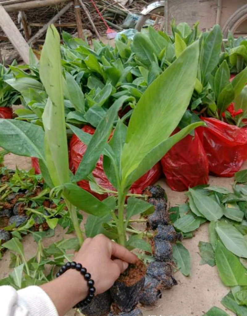 香蕉苗皇帝蕉苗B6矮化蕉苗桂蕉苗
