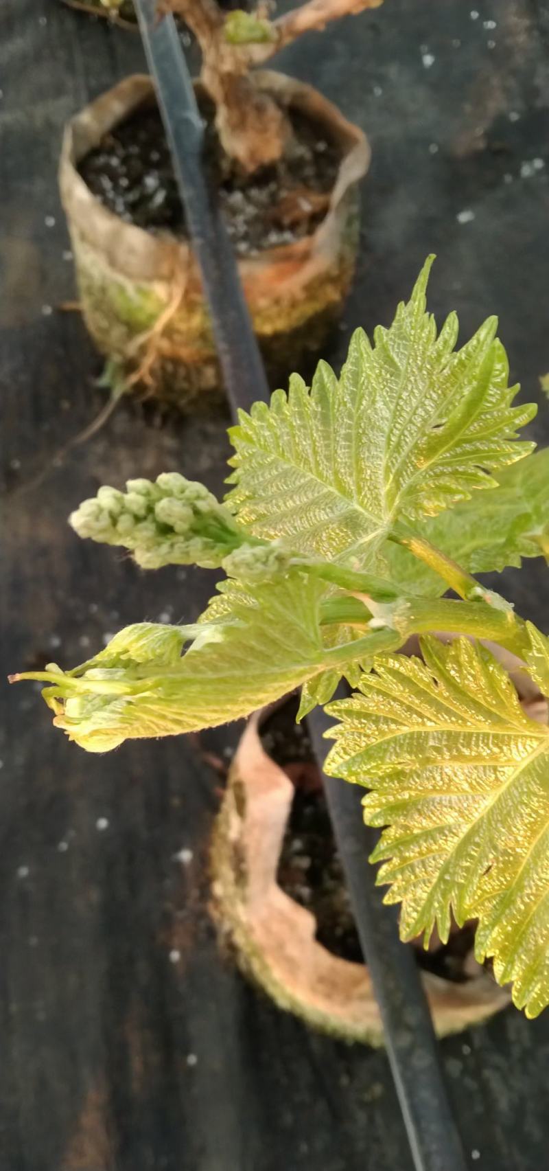 各种葡萄盆景盆栽批发零售