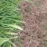 高产优质黄花菜种苗苗子纯量大从优免费提供技术指导