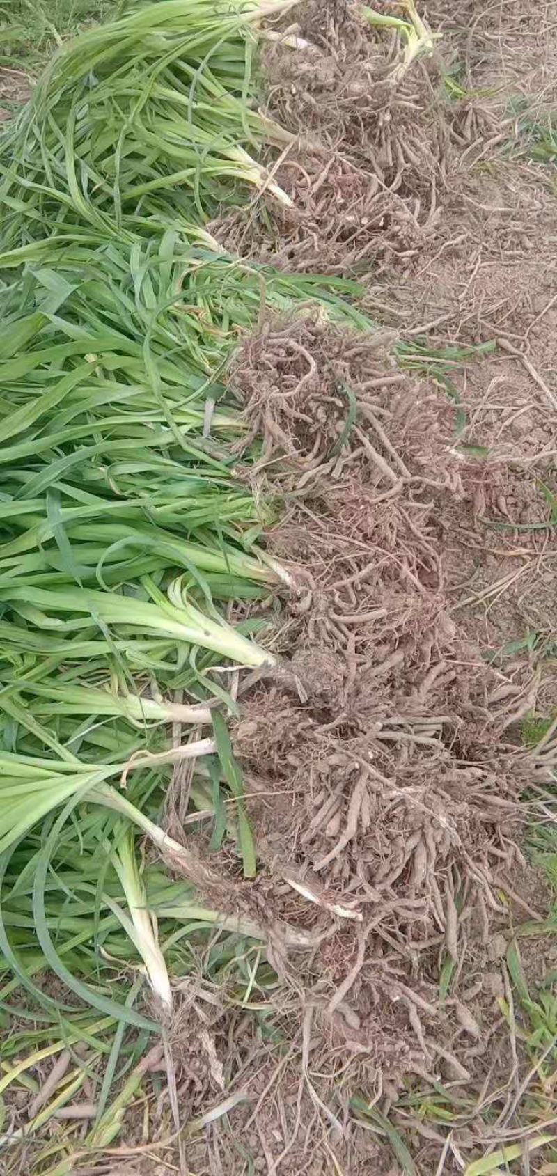 高产优质黄花菜种苗苗子纯量大从优免费提供技术指导
