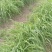 高产优质黄花菜种苗苗子纯量大从优免费提供技术指导