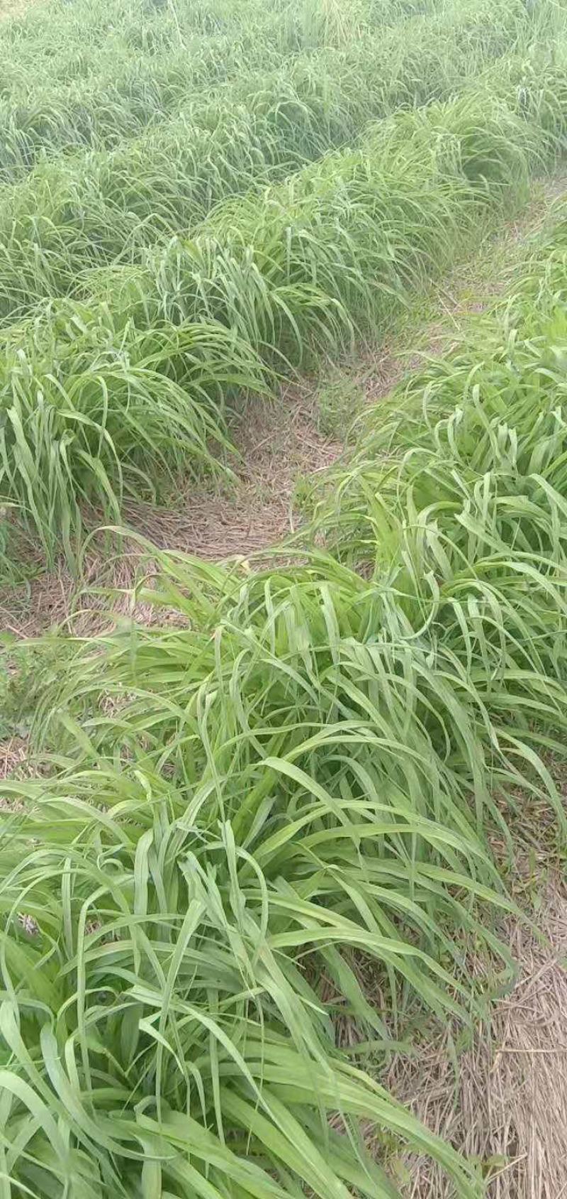 高产优质黄花菜种苗苗子纯量大从优免费提供技术指导