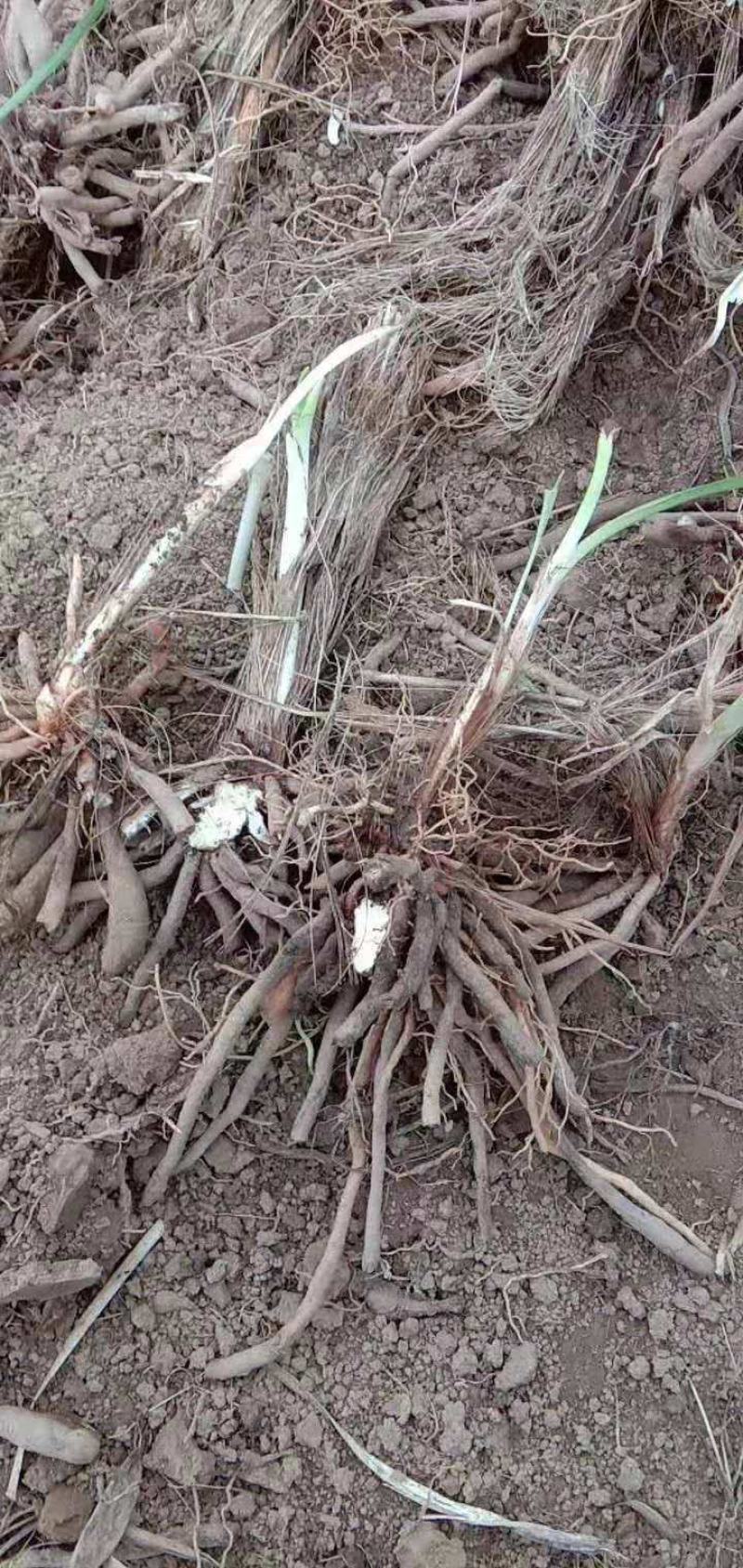 高产优质黄花菜种苗苗子纯量大从优免费提供技术指导