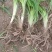 高产优质黄花菜种苗苗子纯量大从优免费提供技术指导