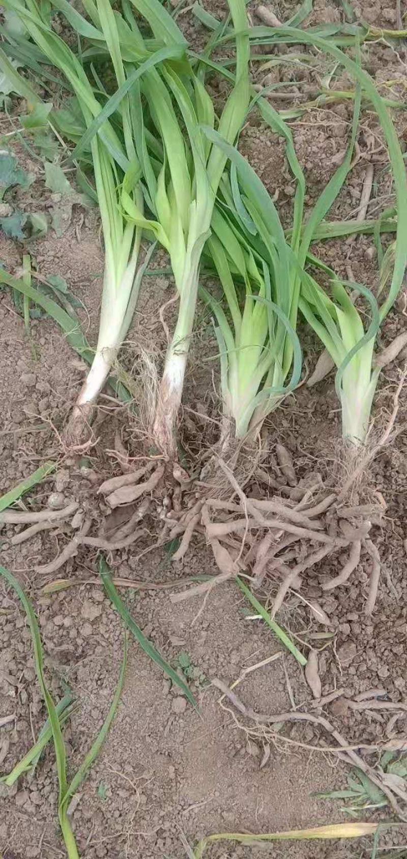 高产优质黄花菜种苗苗子纯量大从优免费提供技术指导