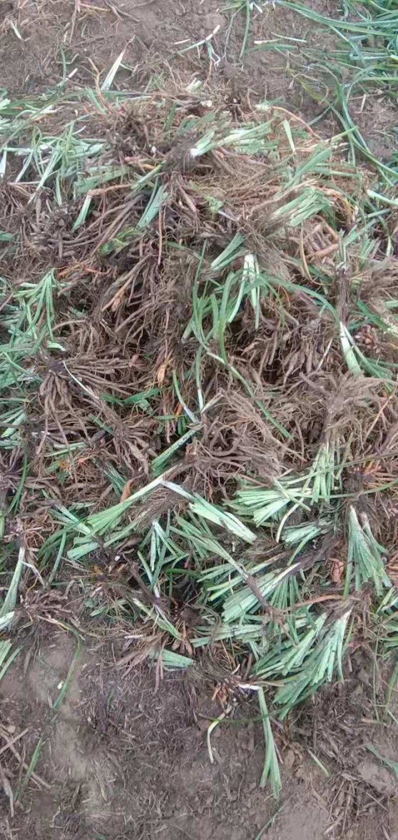 高产优质黄花菜种苗苗子纯量大从优免费提供技术指导