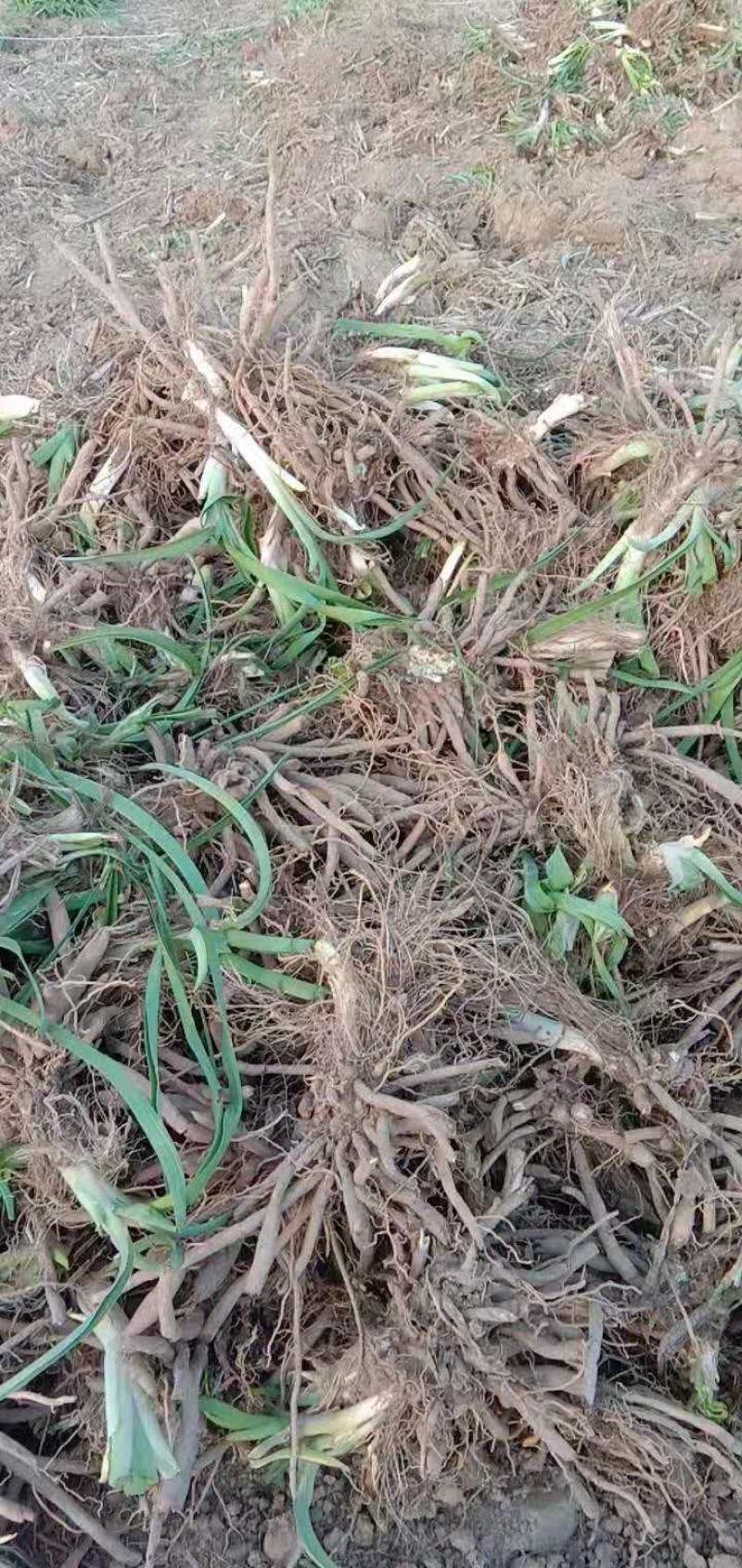 高产优质黄花菜种苗苗子纯量大从优免费提供技术指导