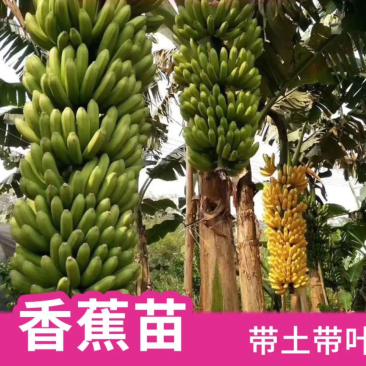 香蕉苗皇帝蕉苗B6矮化蕉苗桂蕉苗
