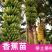 香蕉苗皇帝蕉苗B6矮化蕉苗桂蕉苗