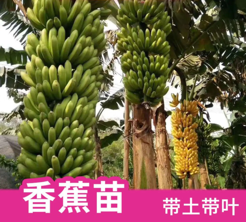 香蕉苗皇帝蕉苗B6矮化蕉苗桂蕉苗
