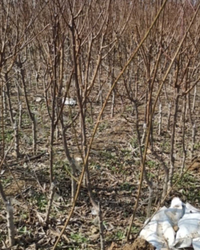 基地直销李子树苗恐龙蛋清脆李布朗李