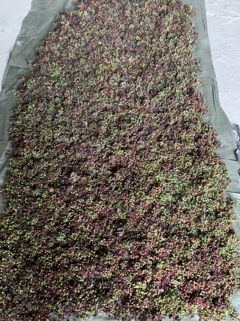 湖南永州道县土茯苓白肉种子
