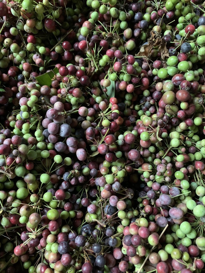 湖南永州道县土茯苓白肉种子