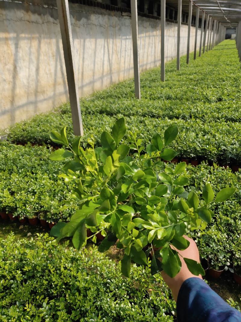 九里香/七里、基地种植批发-可视频图片看货、支持实地看货