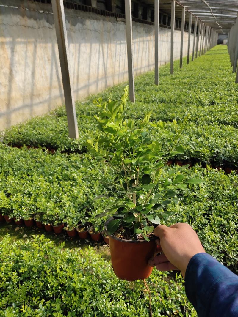 九里香/七里、基地种植批发-可视频图片看货、支持实地看货