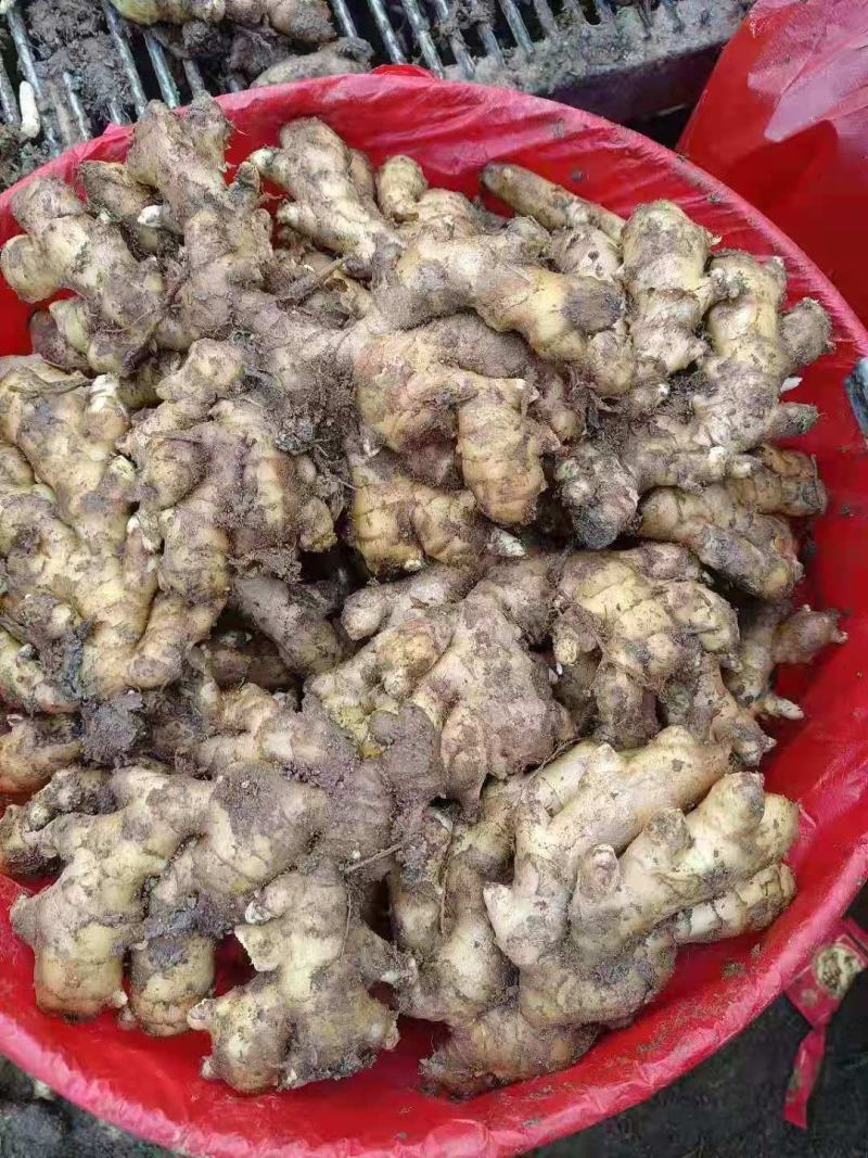 优质生姜大黄姜全国发货质量有保障，产地直发