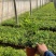 九里香/七里、基地种植批发-可视频图片看货、支持实地看货