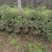 盆栽金银花、种植基地批发直供，可视频图片看货-红叶绿叶