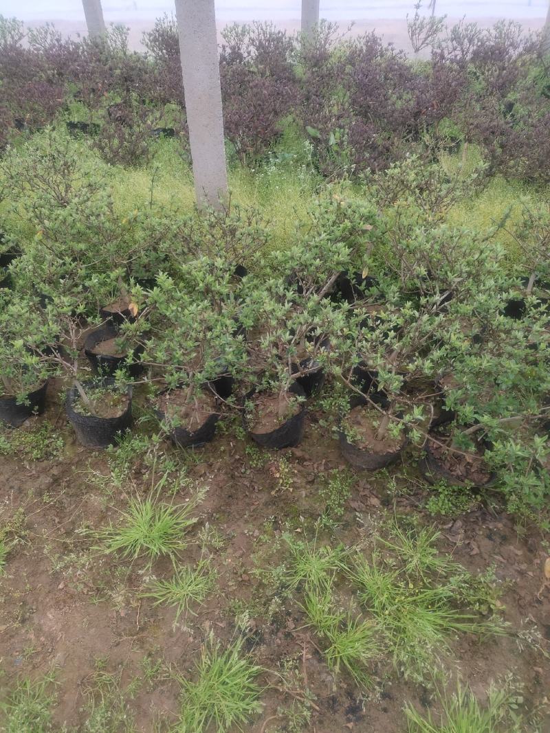 盆栽金银花、种植基地批发直供，可视频图片看货-红叶绿叶