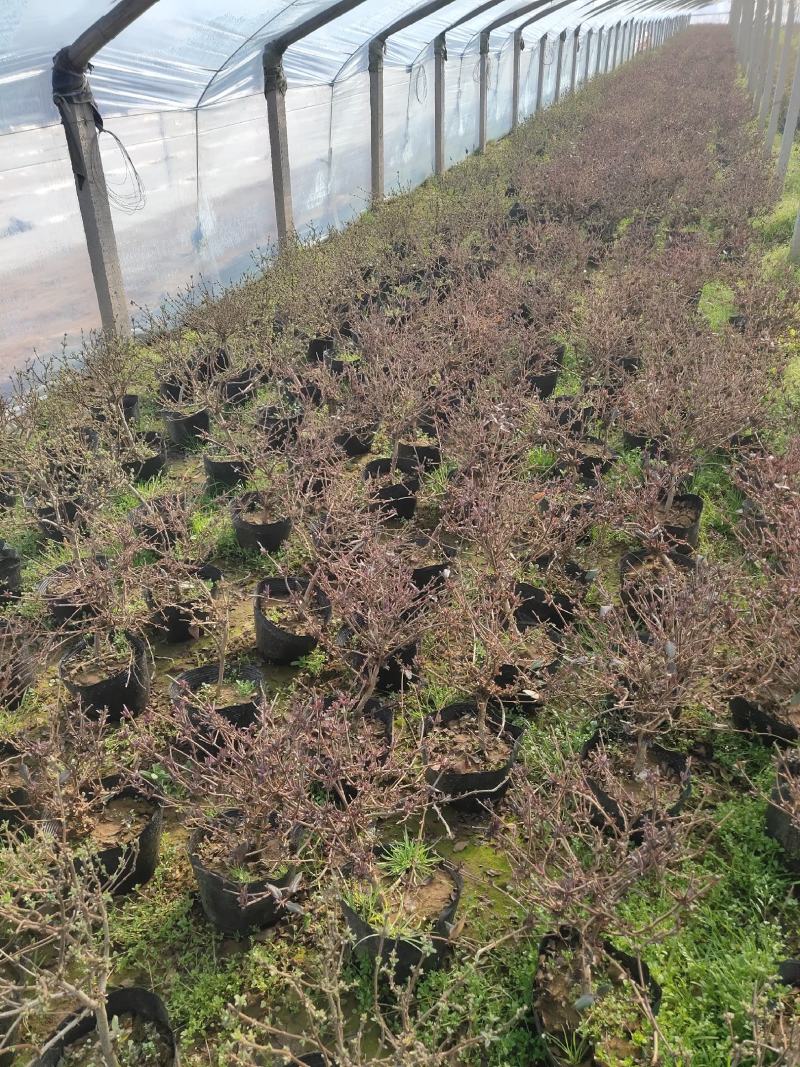 盆栽金银花、种植基地批发直供，可视频图片看货-红叶绿叶